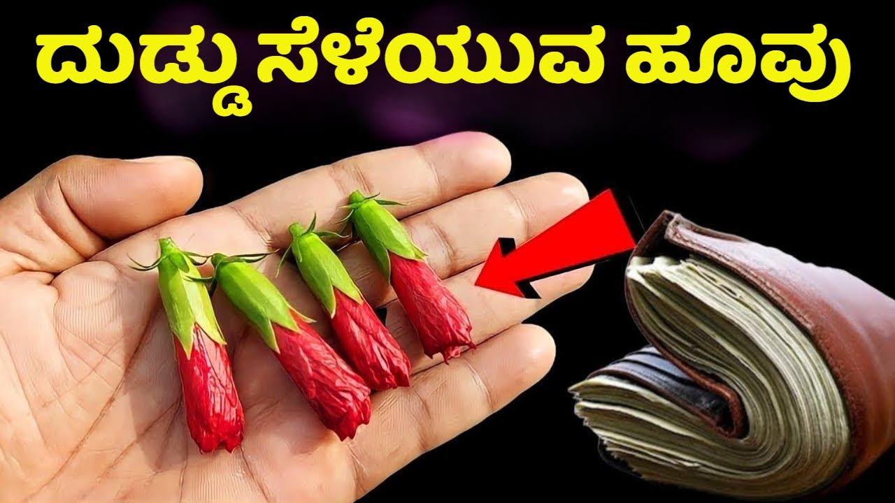 ಸಿಕ್ಕರೆ ಬಿಡಬೇಡಿ ಇದೇನು ಸಾಮಾನ್ಯವಾದ ಹೂವು ಅಲ್ಲಾ  ಇದು ದುಡ್ಡನ್ನ ನಿಮ್ಮತ್ತ ಸೆಳೆಯುತ್ತದೆ | Hibiscus | Mystery