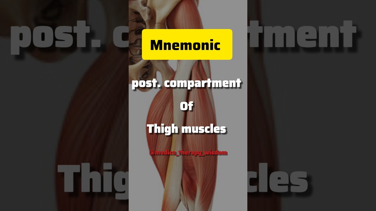 Posterior thigh simplified 🔥 Learn hamstrings easy! 💪 