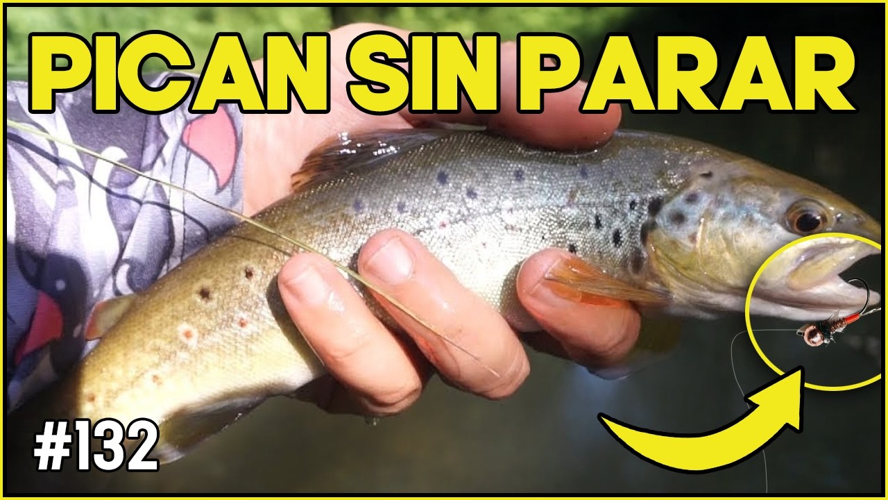 Pesca Ultraligera Sin Descanso con Ninfa y Mosca 🎣 | Acción Todo el Día con Spinning Ligero