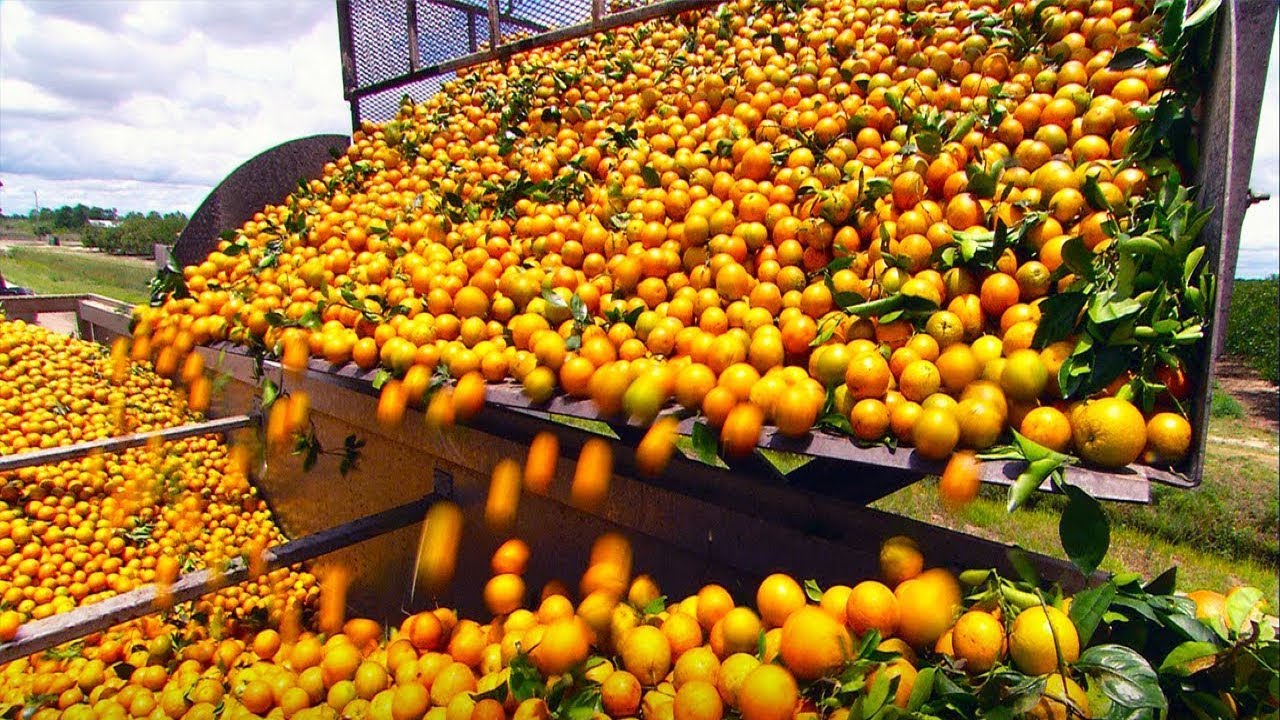 COMO se HACE el JUGO de NARANJA industrial 🍊| Producción en MASA de ZUMO de NARANJA