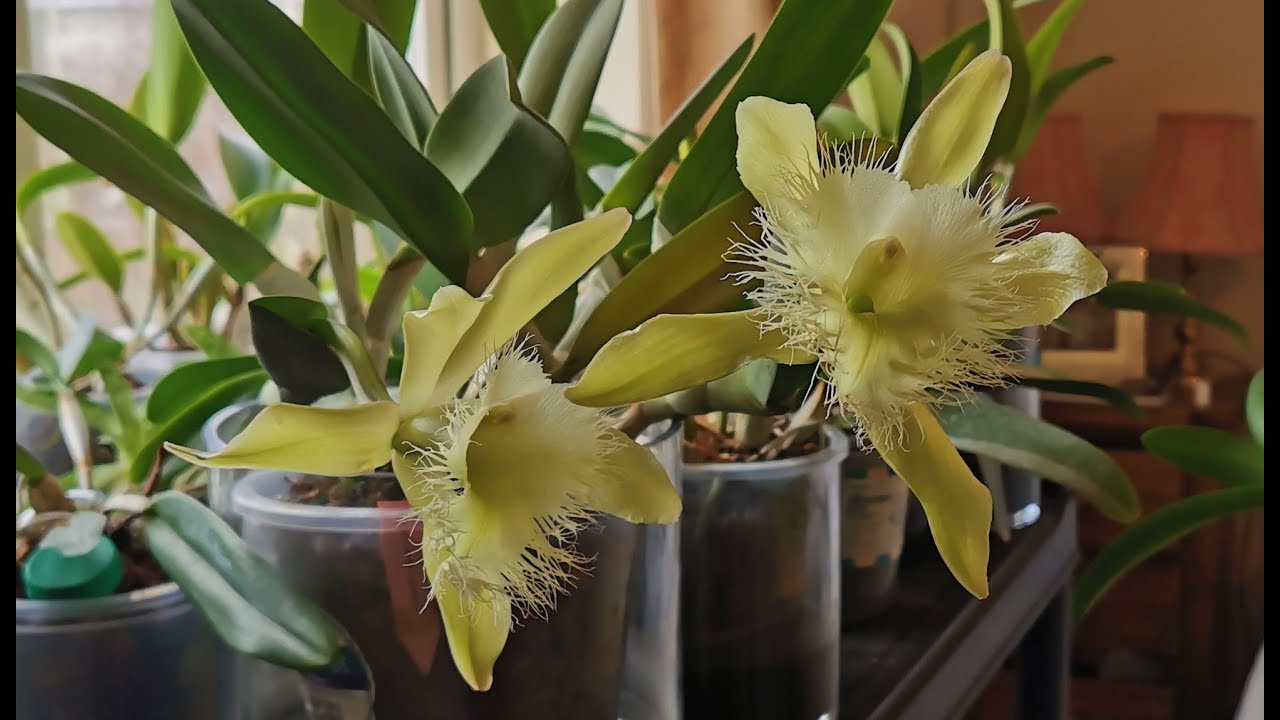 Rhyncholaelia digbyana: how I grow and bloom this beautiful fragrant orchid on my bedroom windowsill