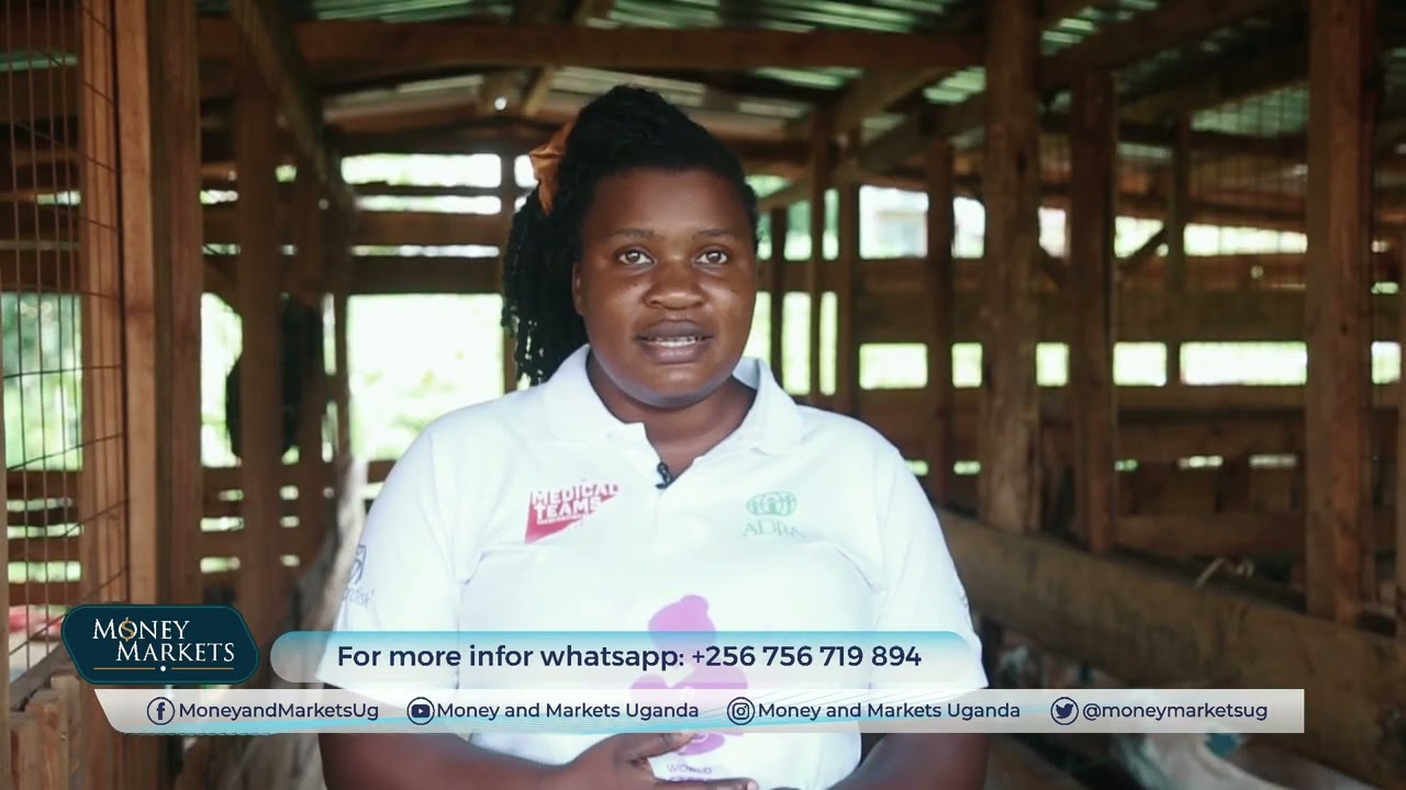 The Milk-Giving Goats: Why Investing in Dairy Goat Farming Pays Off