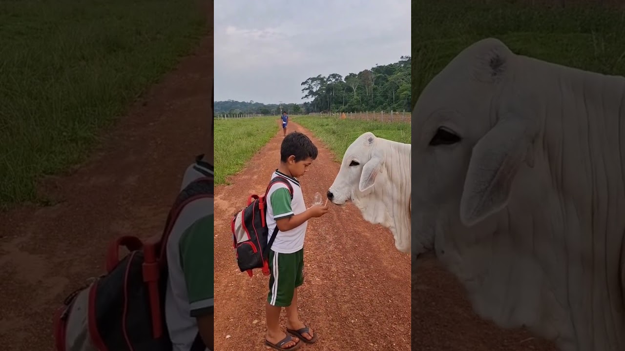 Tem amizade mais pura ? ❤️❤️ #gado #animais #boi #pecuaria #Amigos