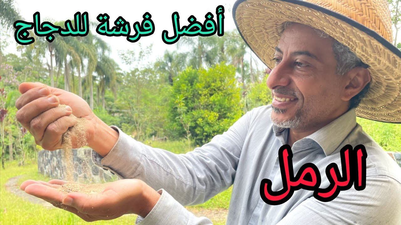 تربية الدجاج 🐓 أفضل فرشة لقن الدجاج (( الرمل ))