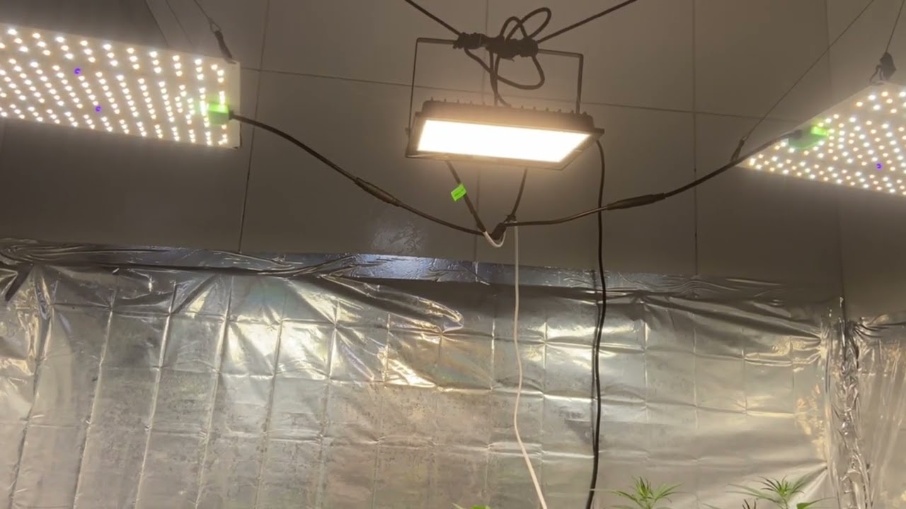PR&Eacute; FLORA CANNABIS (44 DIAS DE VEGA)