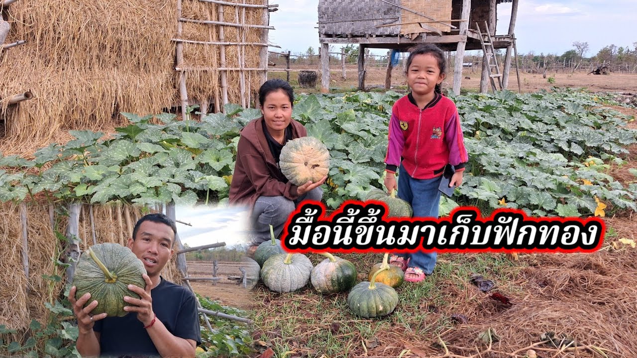 6 ขื้นมาเก็บฟักทอง มีนาคม ค.ศ. 2026