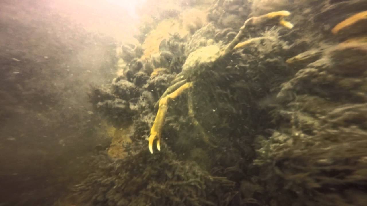 Shark River Dive Avon NJ