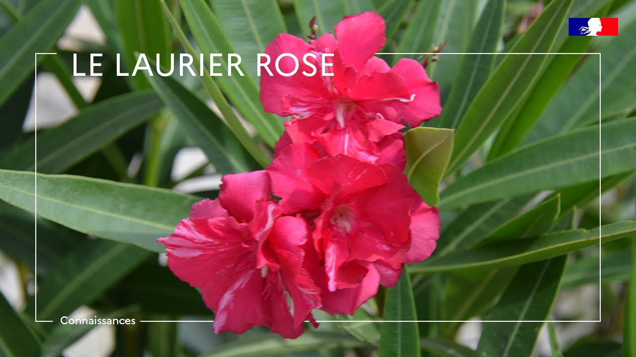 Le laurier rose, gare à l'eau et au foin contaminé !