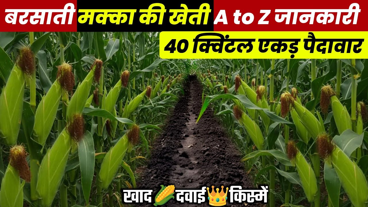 बरसाती मक्का की खेती🌽Barsati Makka ki kheti | A to Z जानकारी🌱Makka ki hybrid kisme🌱makka top Variety