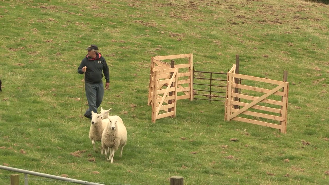 Sheepdog Trial - A Way with Dogs Episode 3