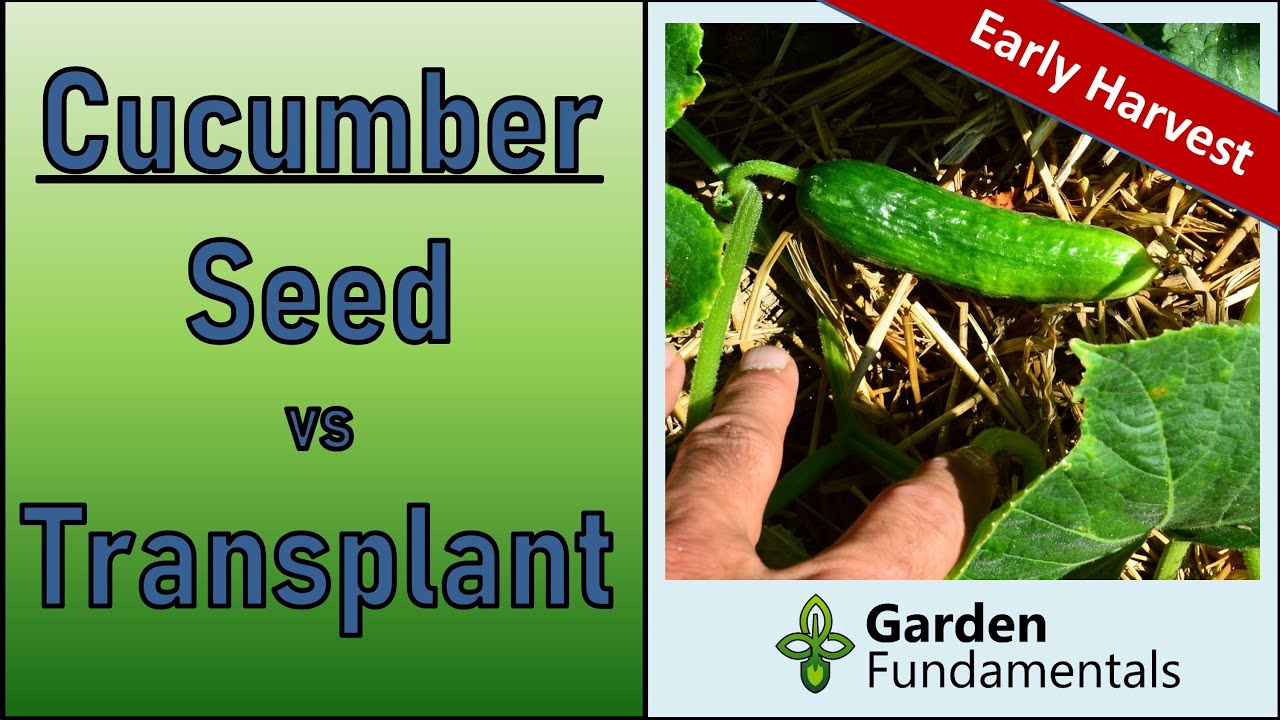 Growing Cucumbers ⌛️🎬🎵 Direct Sowing vs Transplants