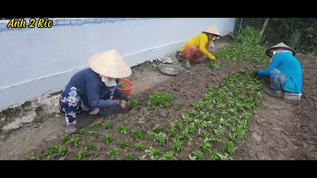 Anh 2 Rio | Cách trồng và chăm sóc rau húng cây(rau thơm) đạt hiệu quả và năng suất cao.