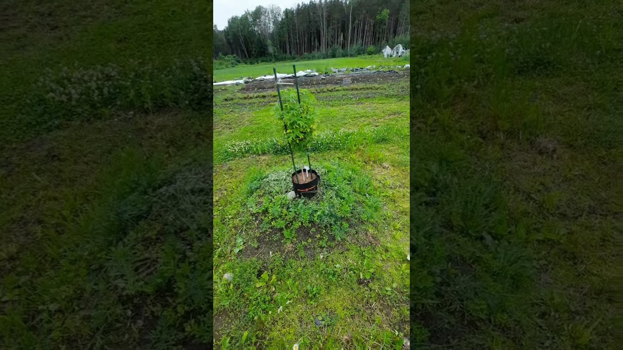 2024 Outdoor Grow (Grow Big Canada)