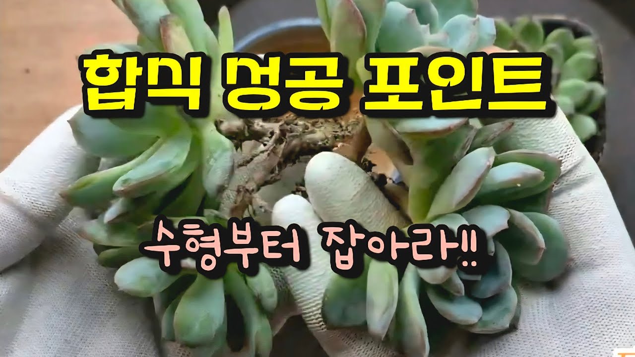 일석이조 합식도 하고 잎꼬도 하고 #succulent #다육이 #초보다육 #다육이관리 #합식 #잎꼬 #다육이키우기