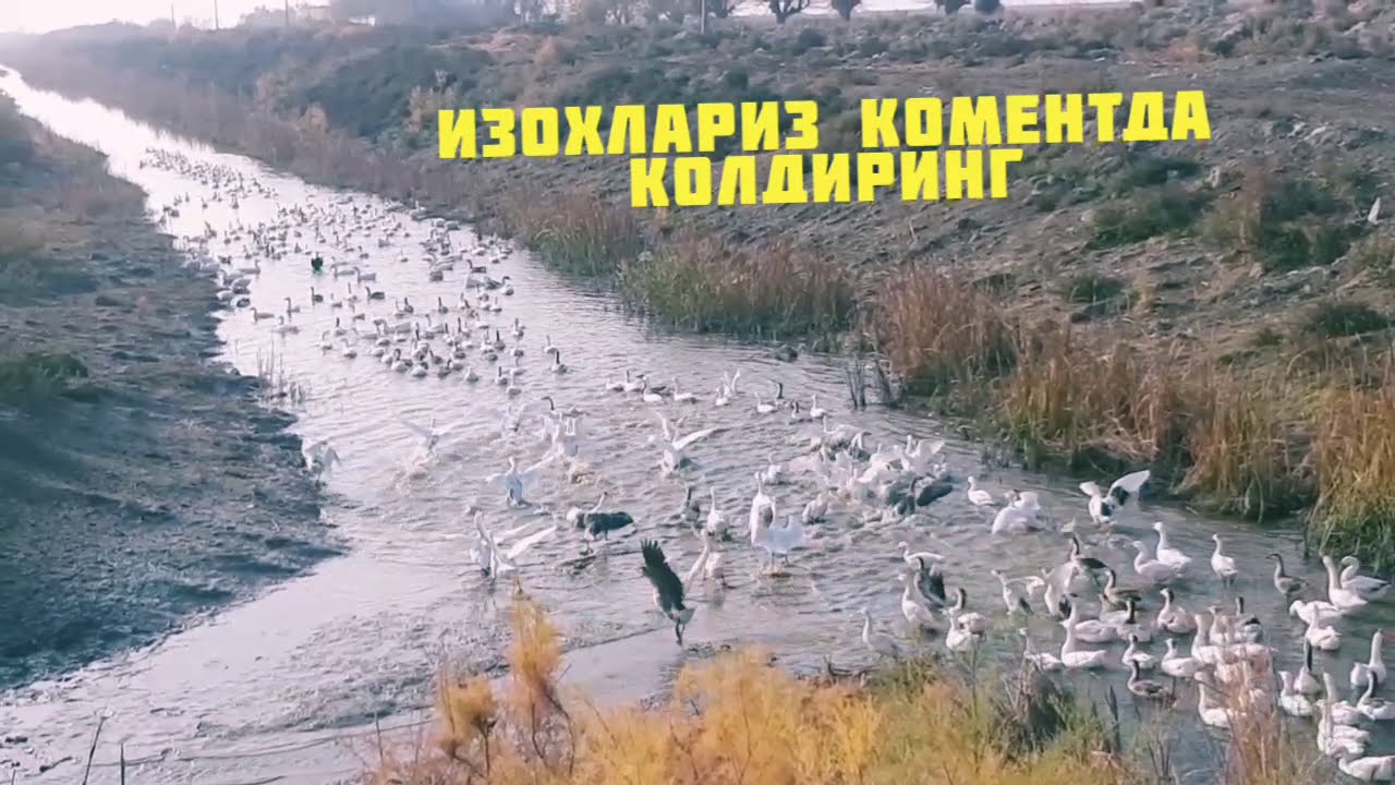 #goz #гоз #uzb #uzbek #tadbirkor #biznes #jizzax #uz #zafarobod #tabiy #гусы