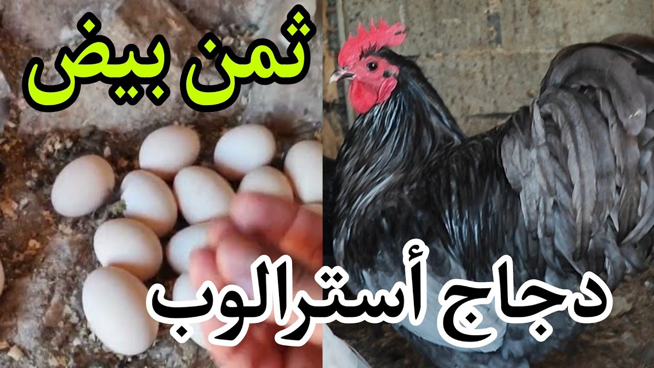 تمن بيض دجاج أسترالوب  بيع بيض دجاج أسترالوب#moshab_vlog#سوق_قريعة_للطيور #دجاج_بياض #تربية_دجاج#