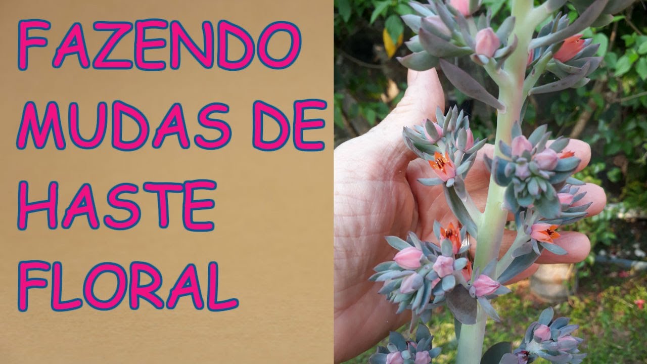 COMO FAZER MUDAS DE HASTES FLORAIS E FOLHAS