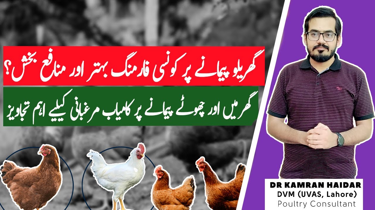 10 Tips You Should Know About Raising Backyard Chickens | How to do Profitable Poultry Farming?