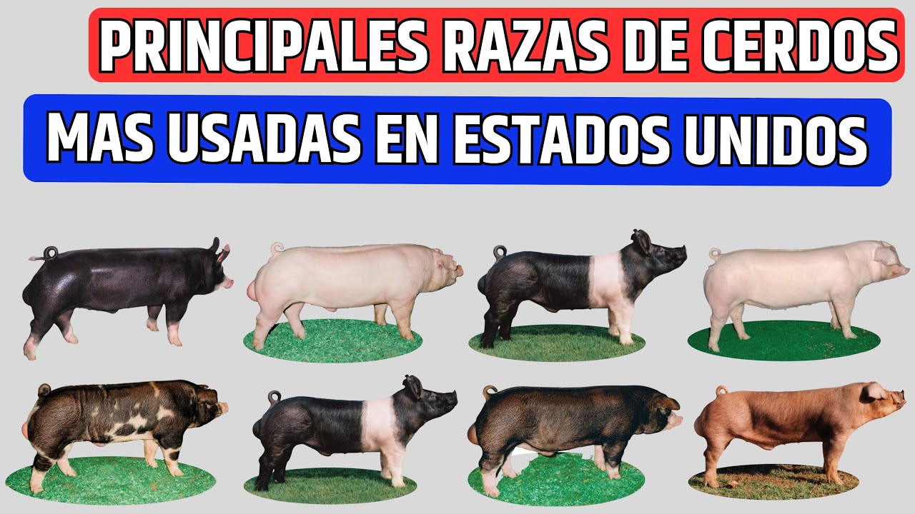 8 principales razas de cerdos que se crían comúnmente en los Estados Unidos