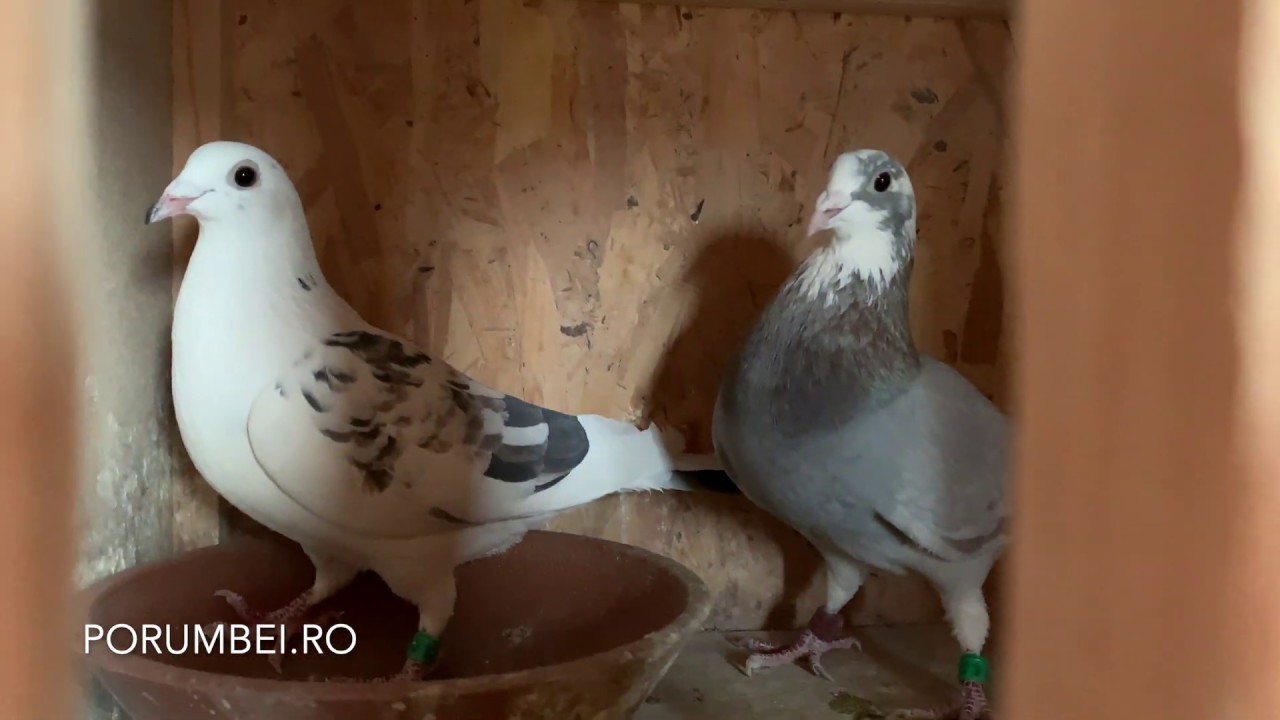 Crazy color racing pigeons?
