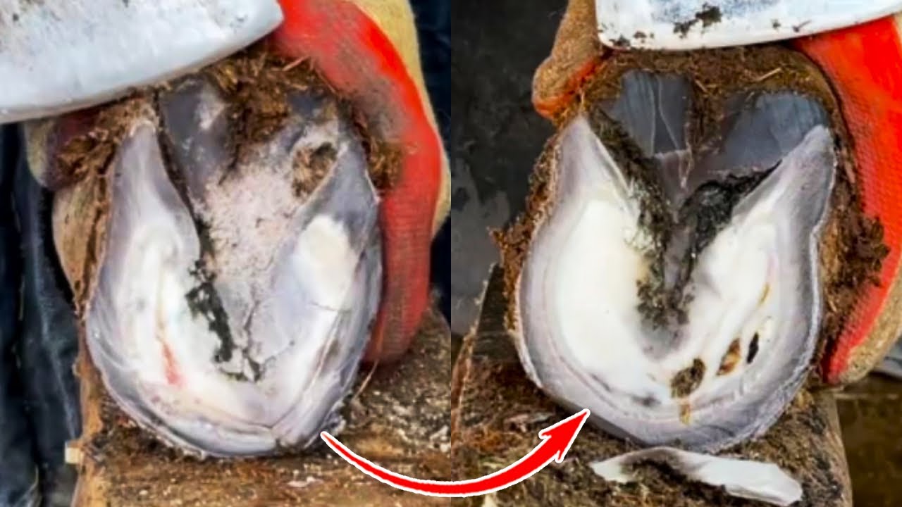 The Perfect Transformation Of Donkey Hooves, Professional Hoof Trimming By The Master!