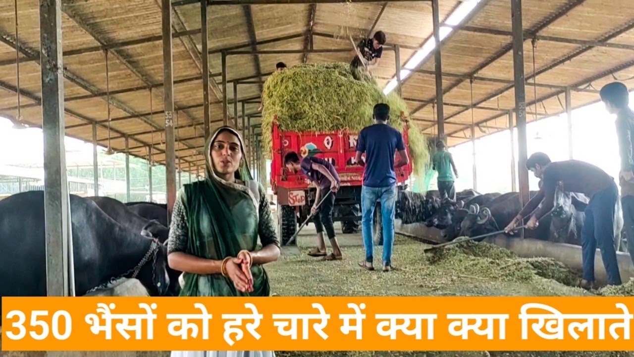 Girdhara dairy farm Surat Gujarat  Priyanka dinu dairy farm #dairy