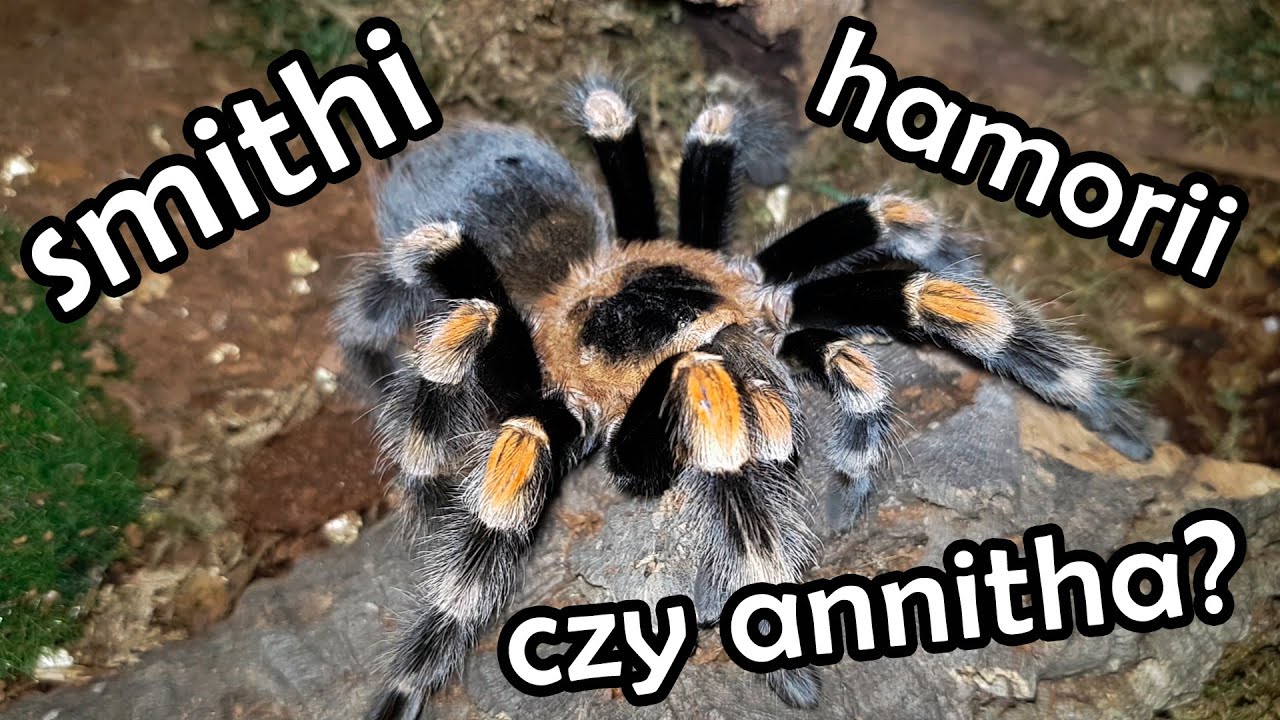 Brachypelma smithi, hamorii, annitha - o co właściwie chodzi?