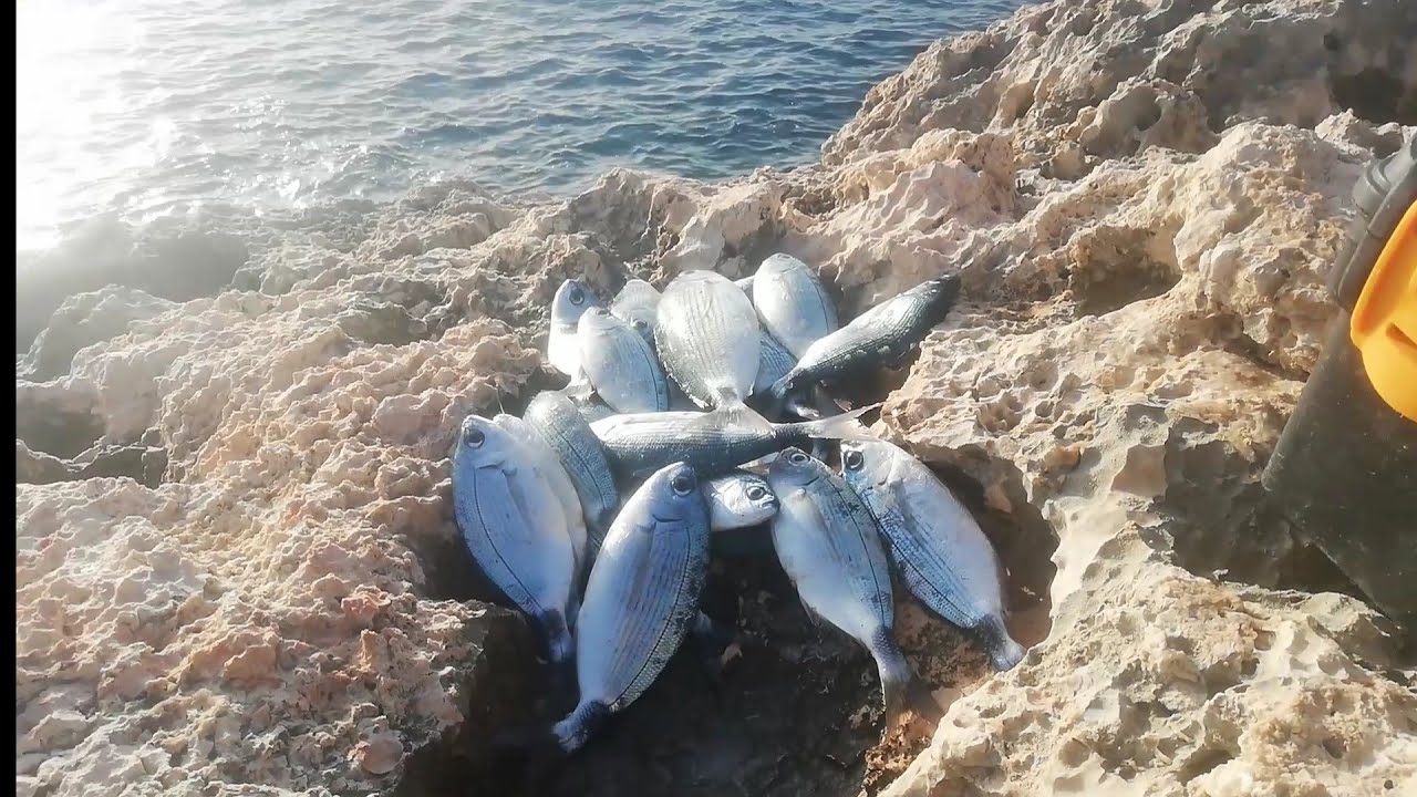 Melanur Balığı Avı ( Oblada melanura & Minanır )