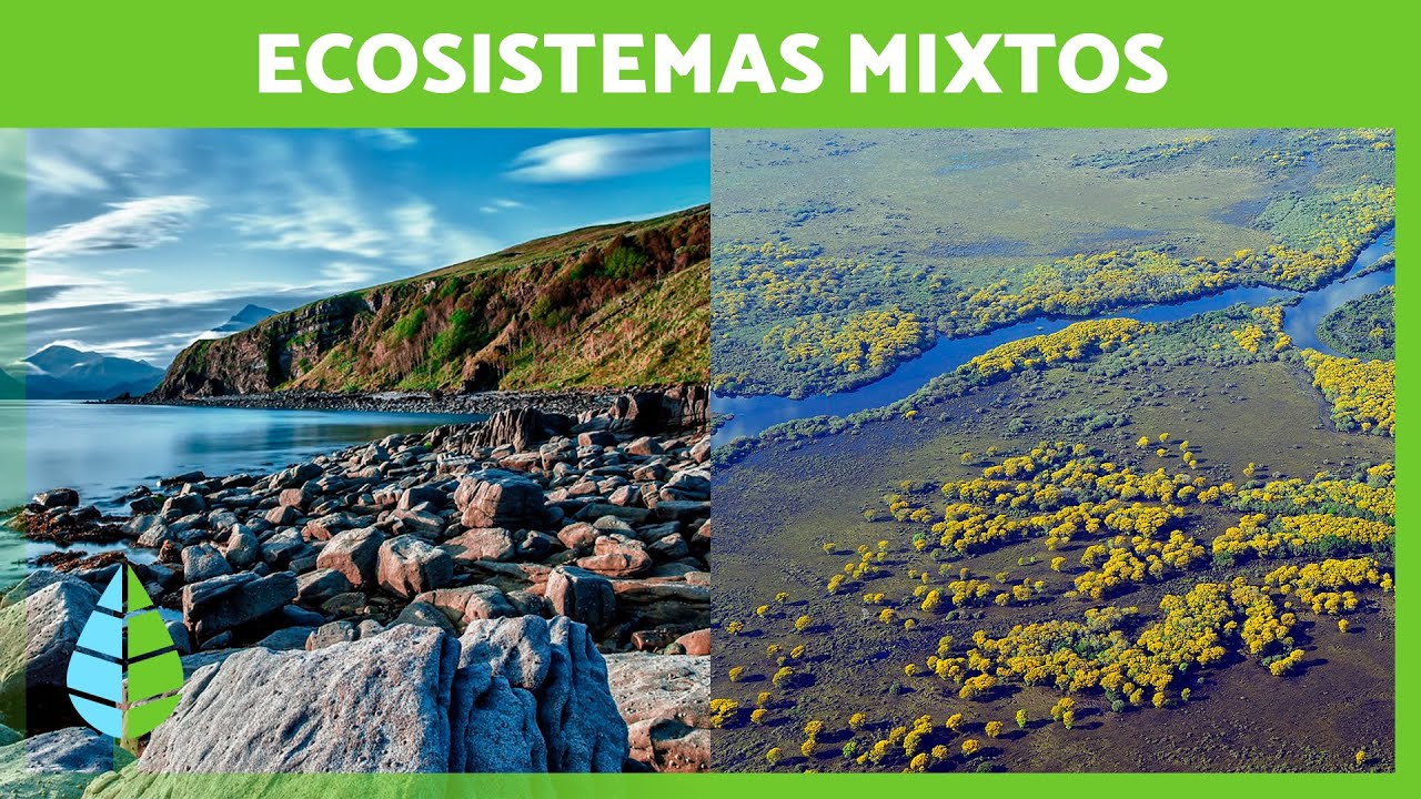 Los ECOSISTEMAS MIXTOS 🏝️🏞️ (Caracter&iacute;sticas, TIPOS de Ecosistemas Mixtos y Ejemplos)