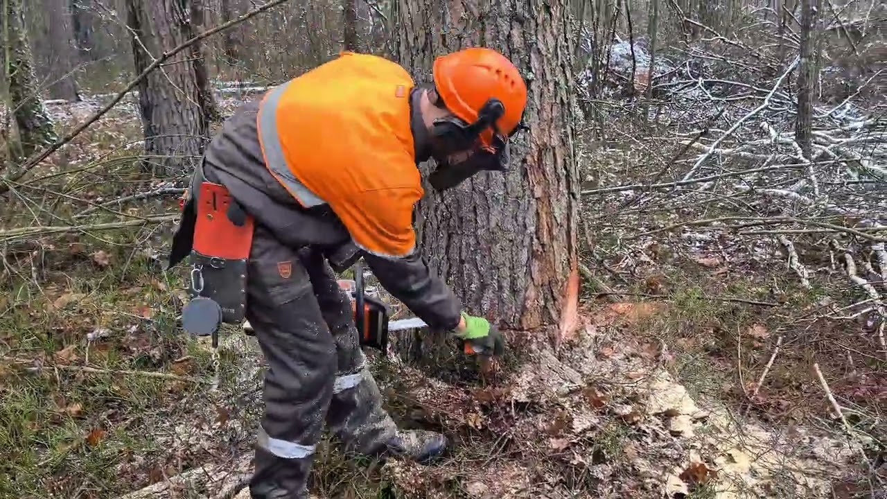 ВАЛКА СЛОЖНОЙ СОСНЫ: Тест клиньев ВИТЯЗЬ + Stihl MS 361