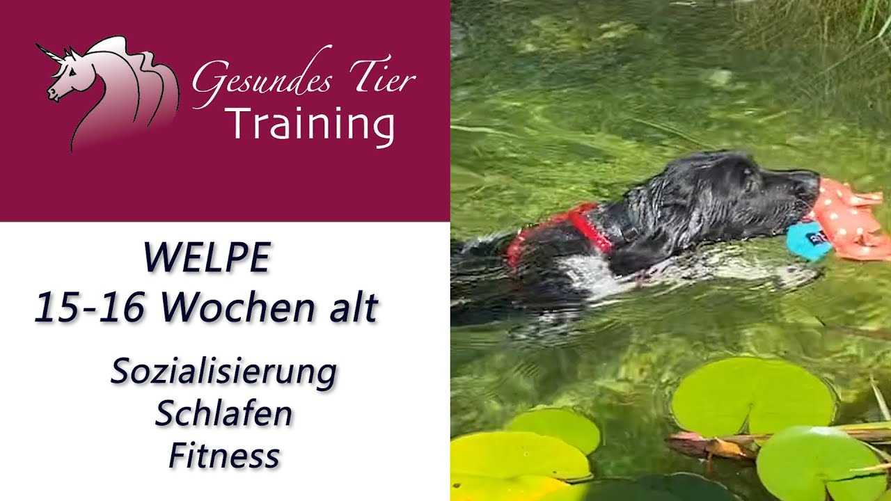 Welpentraining - in der 15.&16. Lebenswoche