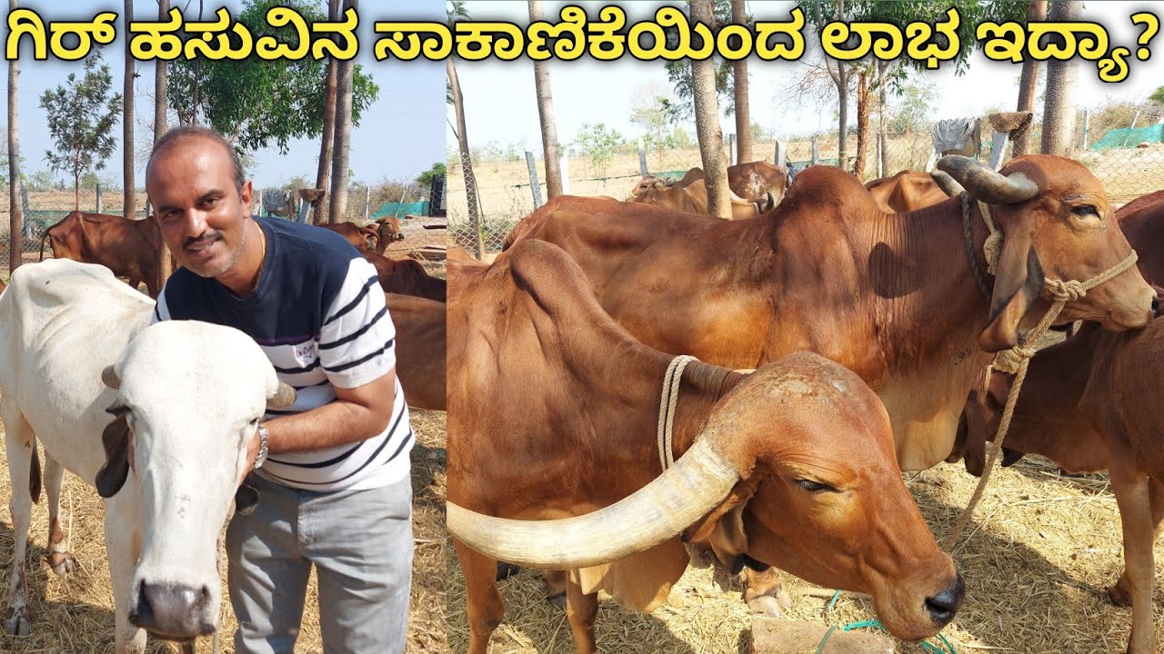 ಗಿರ್ ಹಸು ಸಾಕಾಣಿಕೆ|ದೇಸಿ ಹಸುವಿನ ಹಾಲು ಕಡಿಮೆ ಪ್ರಮಾಣದಲ್ಲಿ ಸಿಕ್ಕರು ಒಳ್ಳೆಯ ಲಾಭವಿರುತ್ತದೆ|ಇದು ಇವರ ಅನುಭವದ ಮಾತು