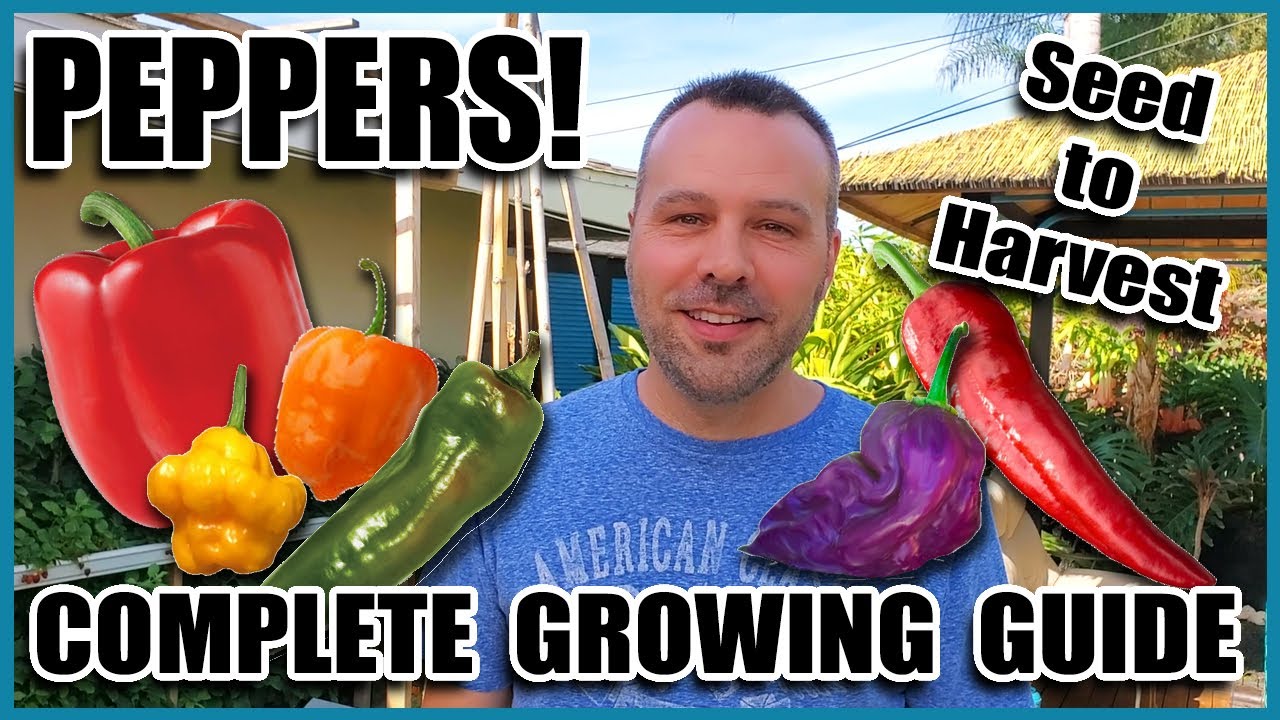 Pepper Growing Tips - Complete Gardening Guide on How to Grow Peppers // Grow More Peppers per Plant