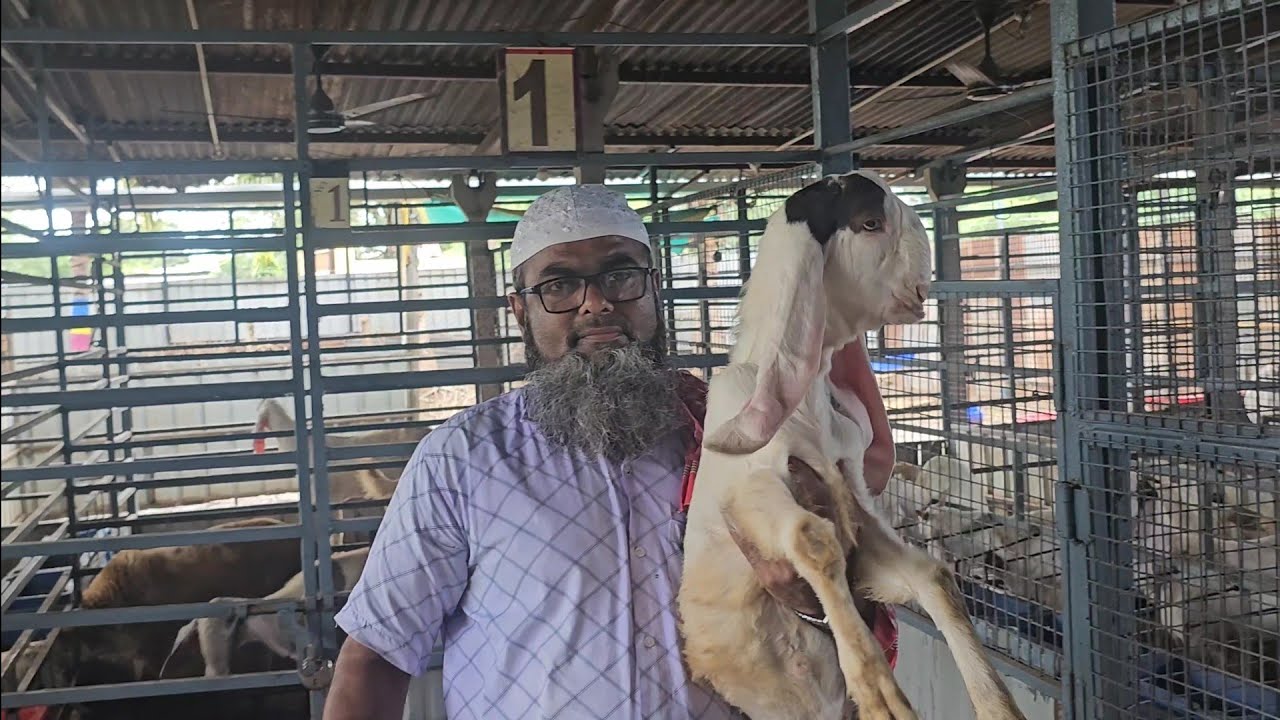 Fatma Lovely Goat Farm Dabhoi Gujarat 
