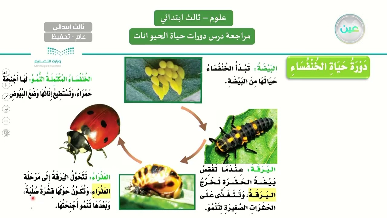 مراجعة درس دورات حياة الحيوانات - العلوم - ثالث ابتدائي