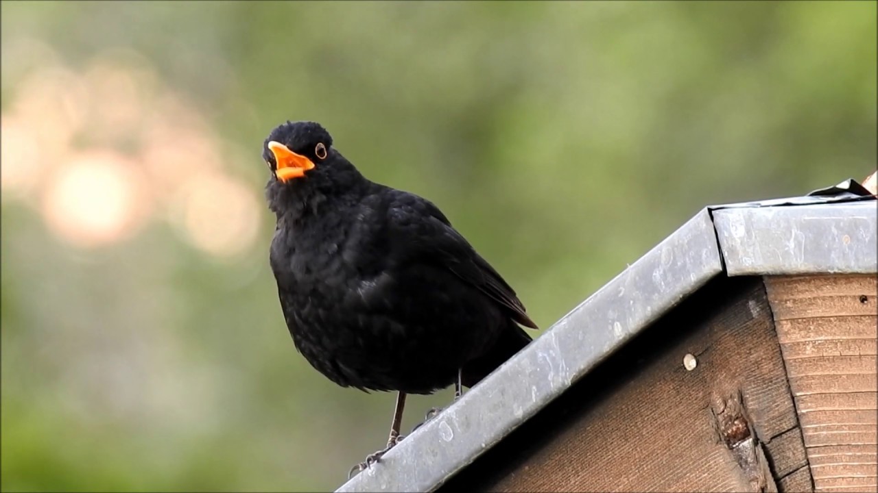 Amselgesang - Diese Töne gibt eine Amsel von sich singen und schimpfen