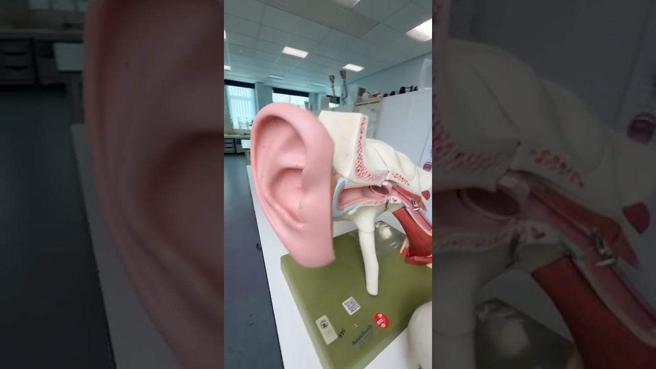 Inner ear and head movement #anatomy
