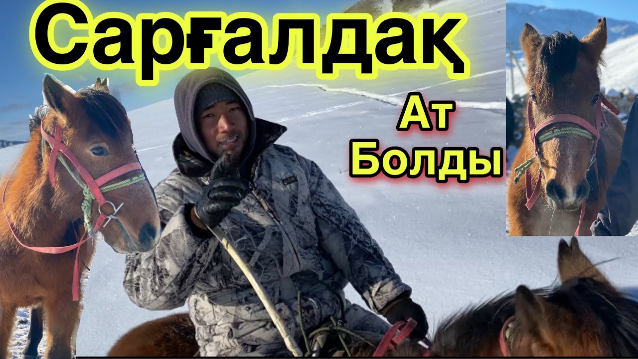 Сарғалдақ! Жазда үйреткен САР-ТАЙ. Асау.