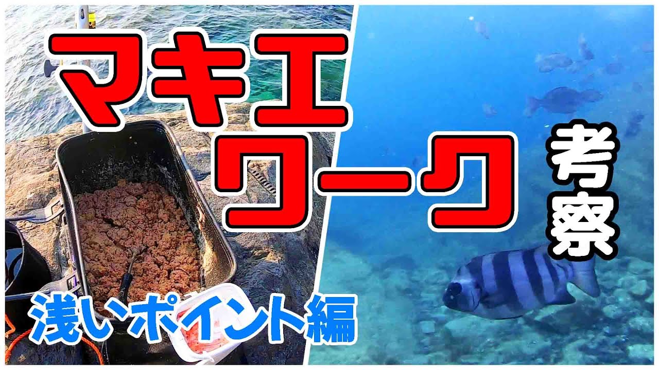 【釣果が上がるマキエワーク】水中映像で見る浅いポイントのマキエワーク考察　米ぬか撒き餌使用
