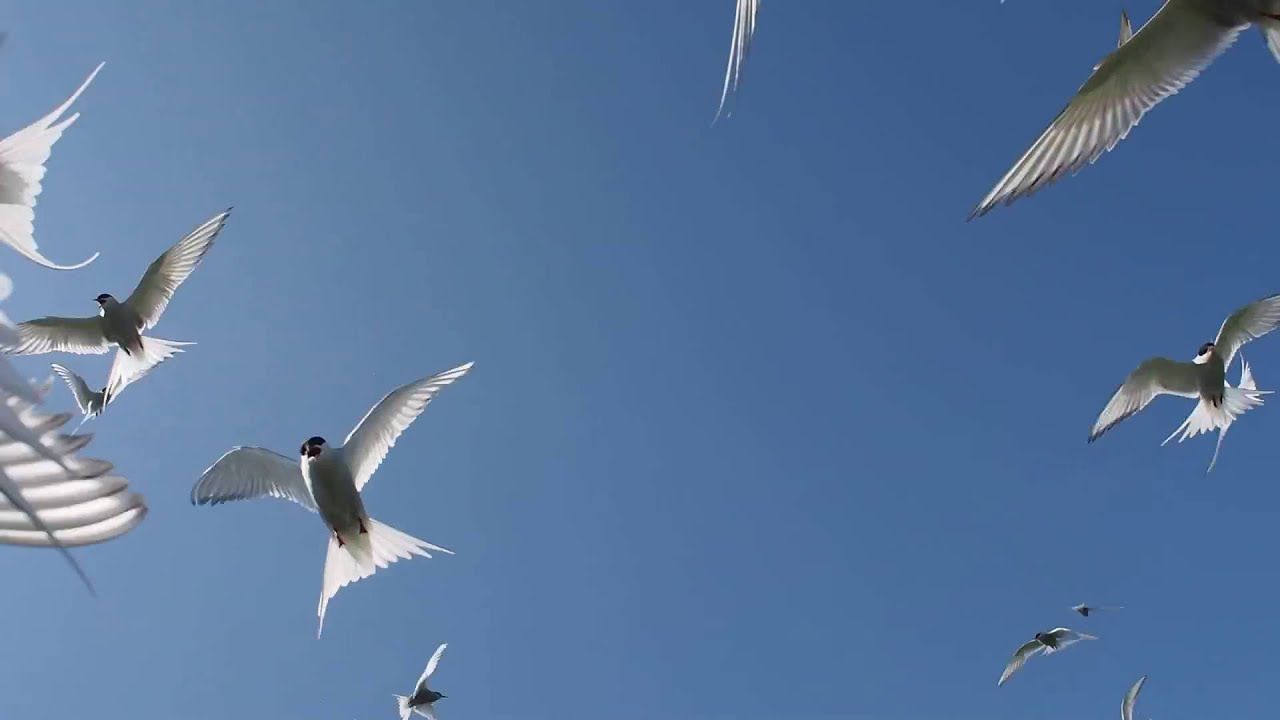 Arctic Terns Attacking