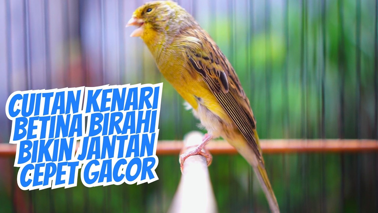 TERAPI KENARI MACET AMPUH!! PANCINGAN KENARI BETINA BIRAHI MEMANGGIL JANTAN BIAR GACOR DOR