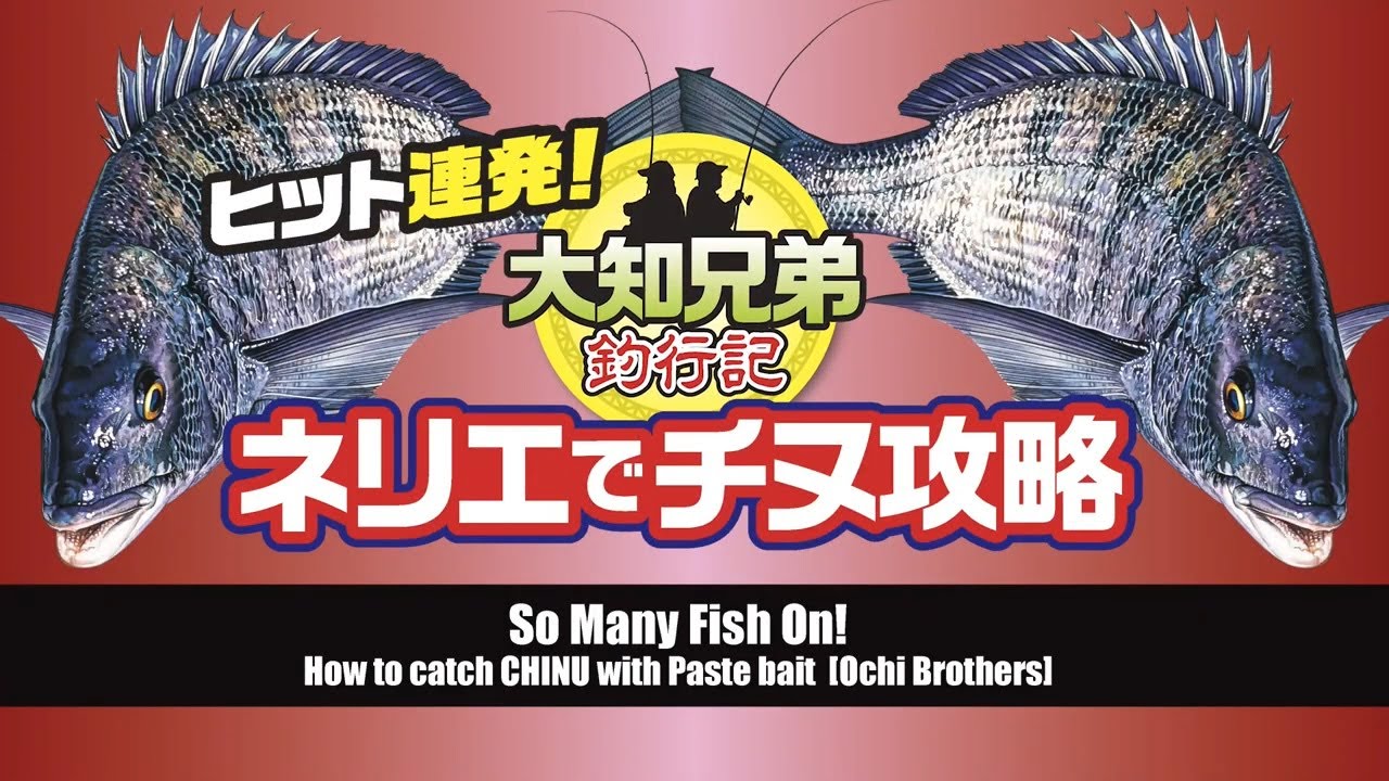 So Many Fish On！How to catch CHINU, Black Sea Bream with paste baits [Ochi Brothers]