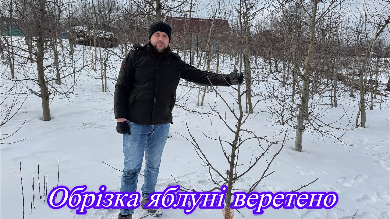 Обрізка яблуні веретено 