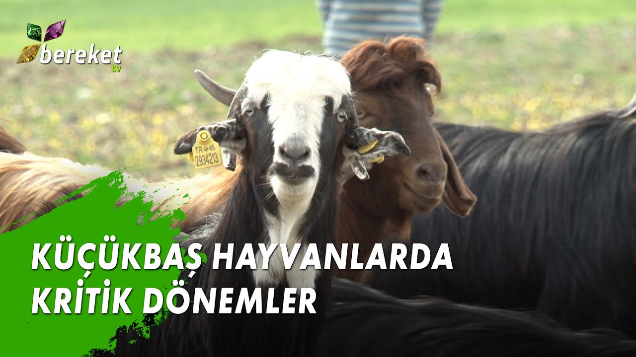 Hayvancılık Eğitim - Küçükbaş Hayvanlarda Kritik Dönemler