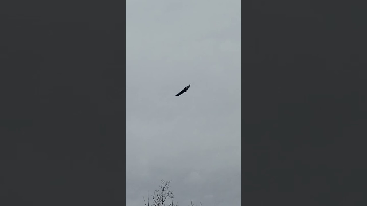 " A BUNCH OF SPIRIT BIRD'S CAME OUT THE CLOUDS AND FLEW ALL AROUND ABOVE ME ".🙏✝️👀BREATH TAKING!!