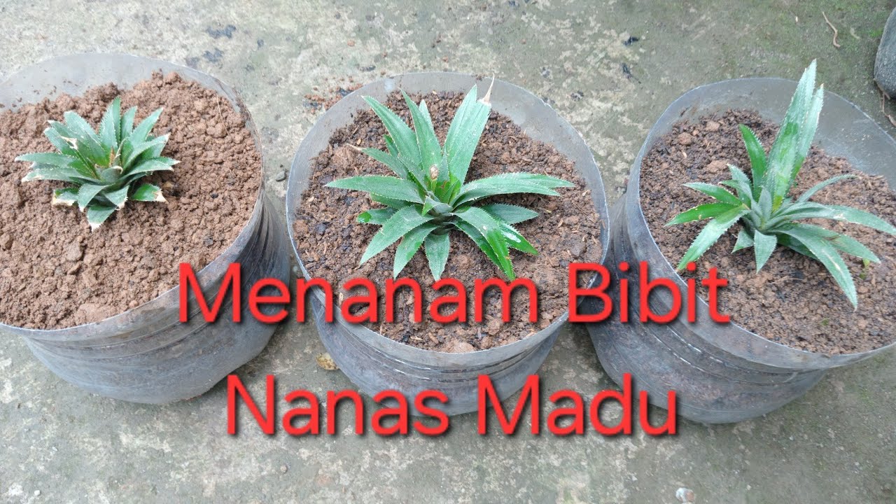 Proses Pembuatan Media Taman Dan Proses Menanam Bibit Nanas Madu #nanasmadu #prosespembuatan 