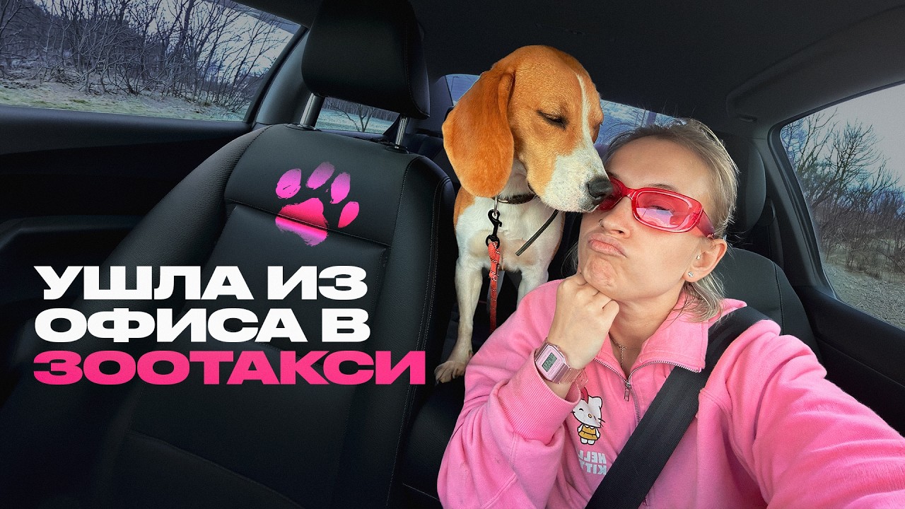 Мои пассажиры — животные. Водитель зоотакси о своей работе