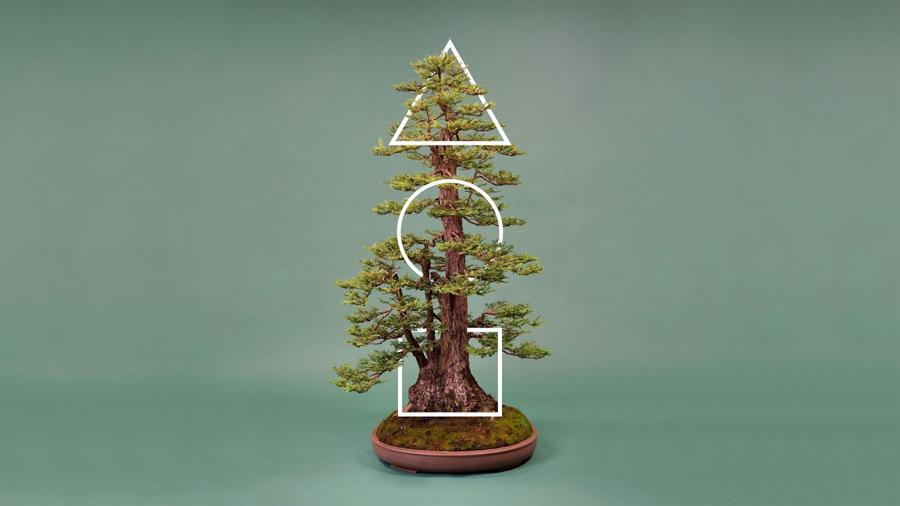 Bonsai Anatomy:  Learn the bonsai basics and answers to the question of what is a bonsai?