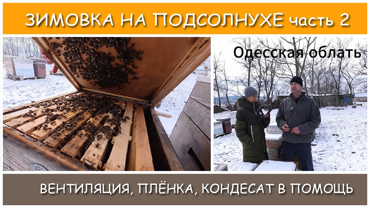 Зимовка на подсолнухе. Отвечаем на комментарии