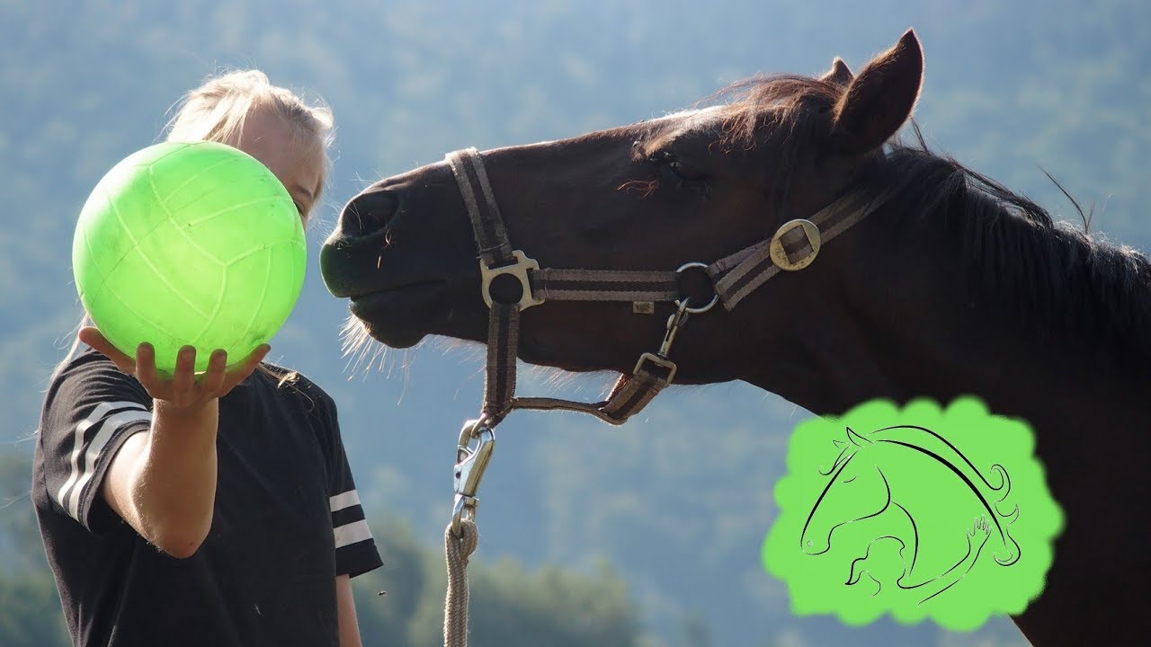 #2 Pepi - ground work 28.7.